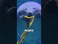 Mermaids aren’t actually beautiful ladies at all!#shorts #animals #manatee
