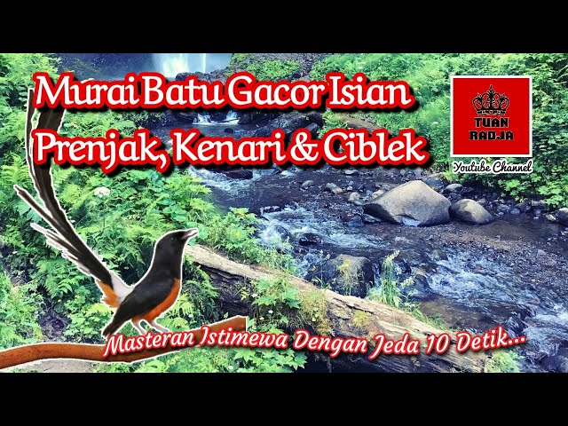 Murai batu gacor isian prenjak, kenari dan ciblek, masteran istimewa dengan jeda 10 detik class=