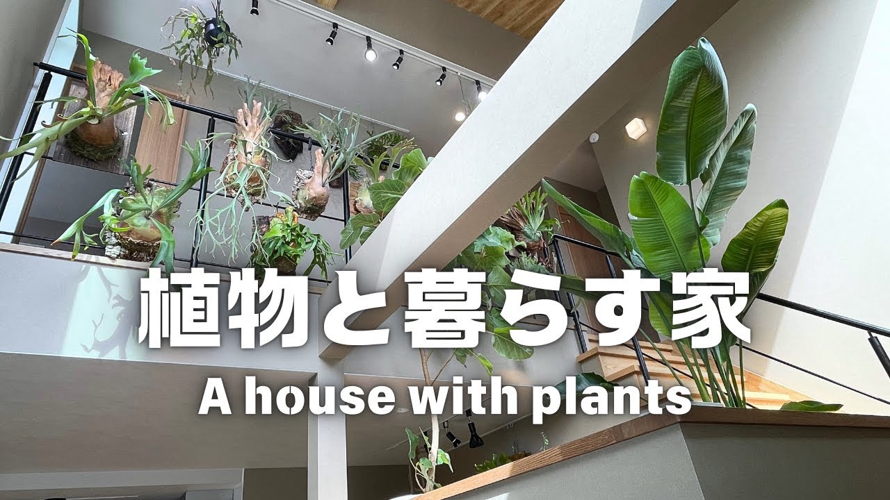 新居大公開！植物に溢れた家の設備、植物をお見せします！！