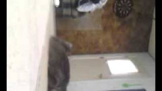 Crazy Cat Climbs Wall