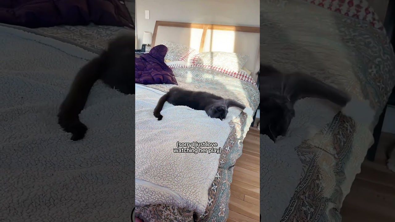 Luna (the senior cat with the heart nose) is known for lap snuggles. Just not with me. Yet. 😹