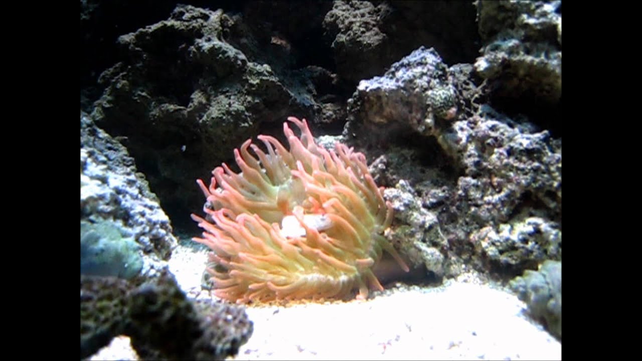 RBTA Rose Bubble Tip Anemone Feeding On Silverside YouTube