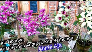 Tips for Getting Orchids to Flower Quickly