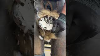 #farrier #horse #hoofcare #hoof #hoofcleaning