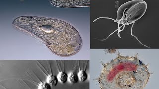 super group excavata ( part1) # lec3 #animal lyk protozoans # new syllabus pattern