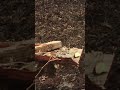 Shooting an Apple with 230 Grain .45 ACP ball ammunition.