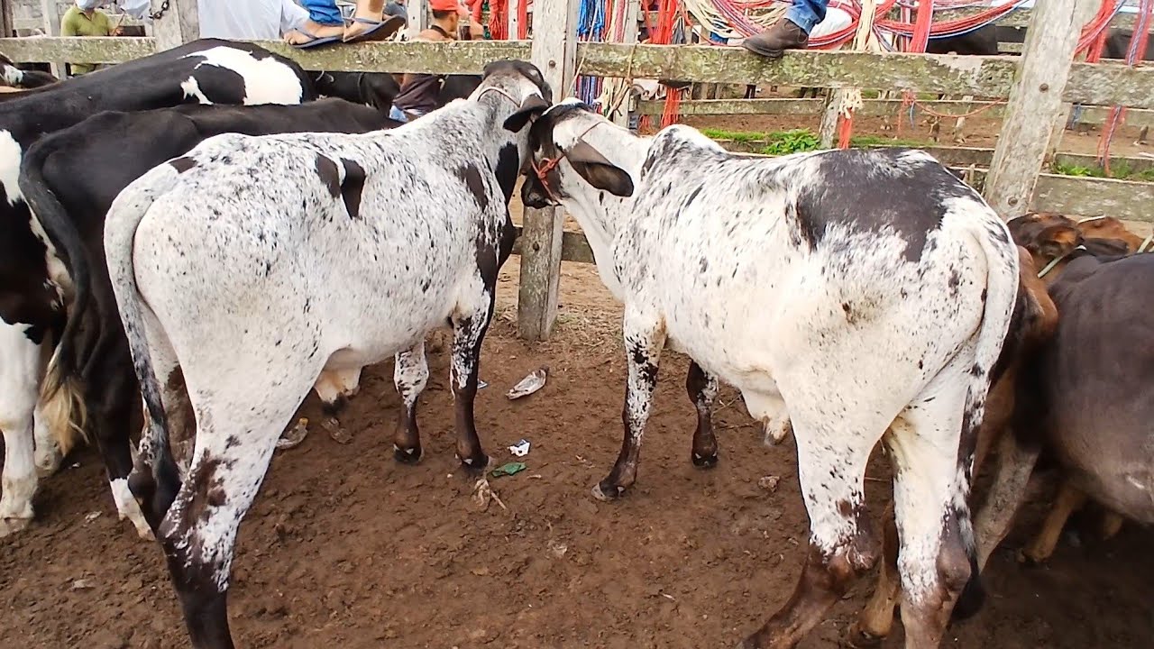 FEIRA DO GADO DE REPOSIÇÃO EM CAPOEIRAS PE . 06de março de 2026