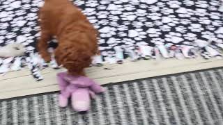 Toy Poodle Puppies For Sale