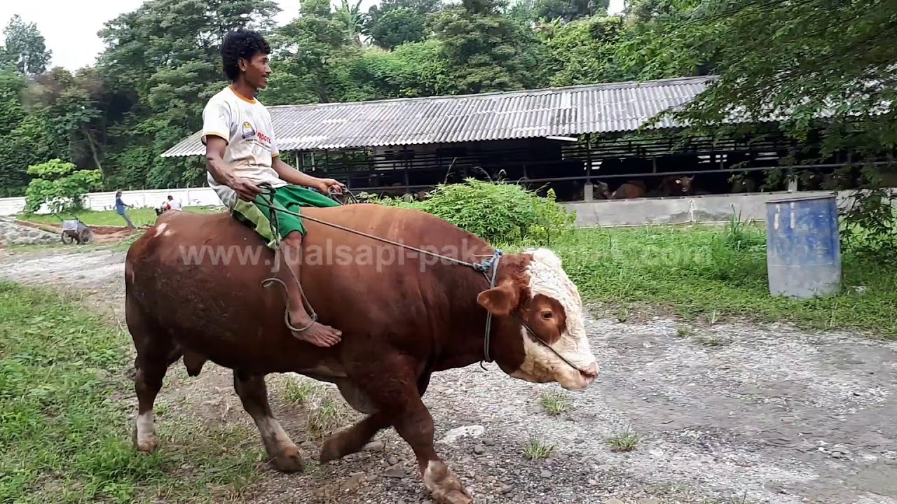 Sapi Super Besar Dan Jinak YouTube