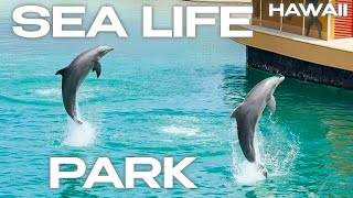 Sea Life Park - Oahu Hawaii