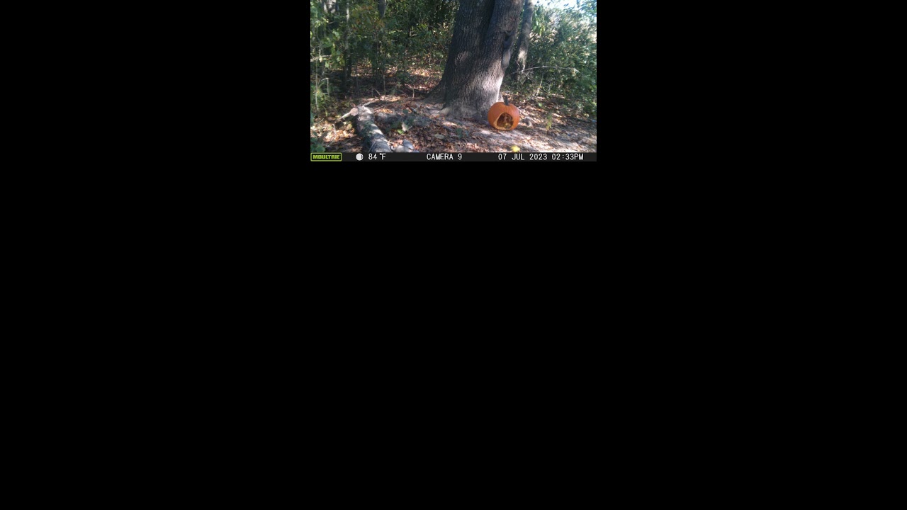 squirrel chasing another squirrel 