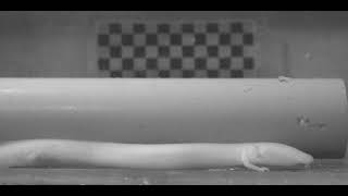 Video Of An Olm Eating