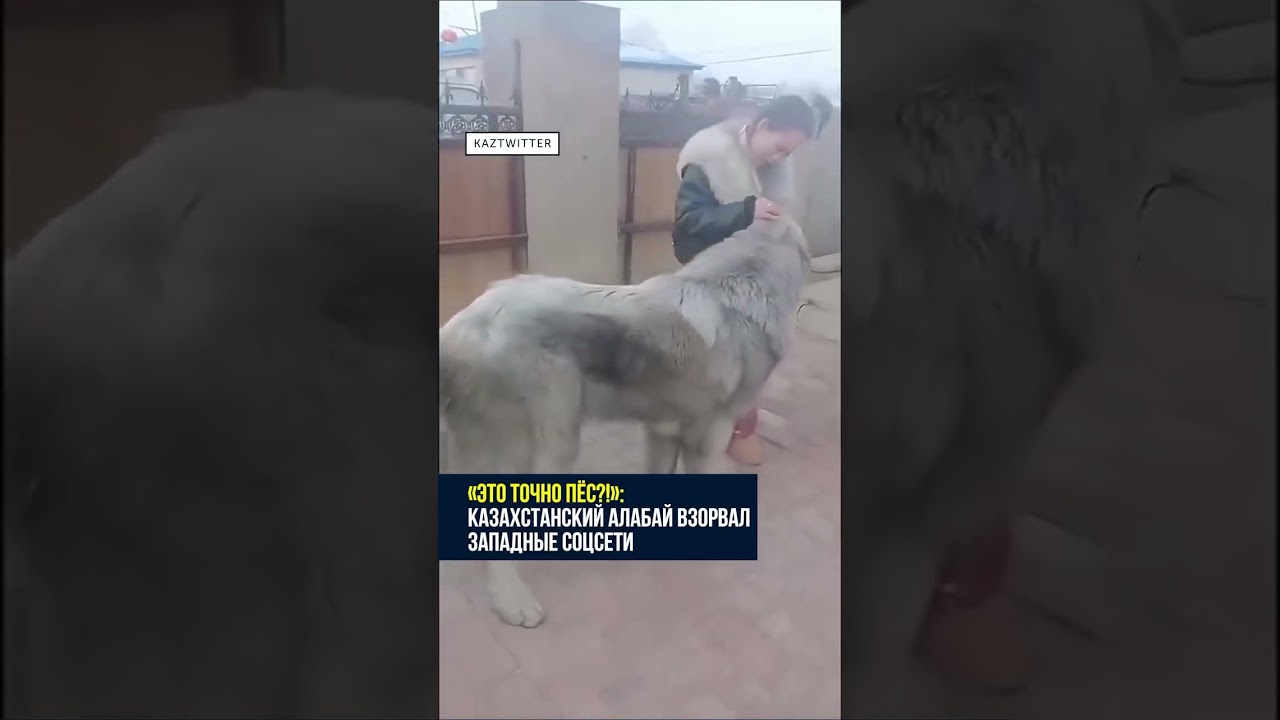 казахский алабай 