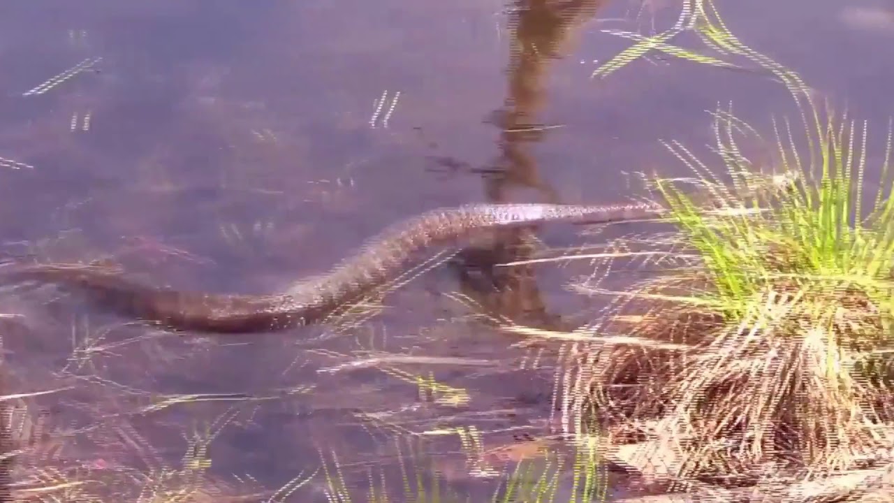 Snake Kills Stork in an Epic Battle 🐍🐍🐍 Wild Animal Attacks 💪💪💪 Discovery 2018