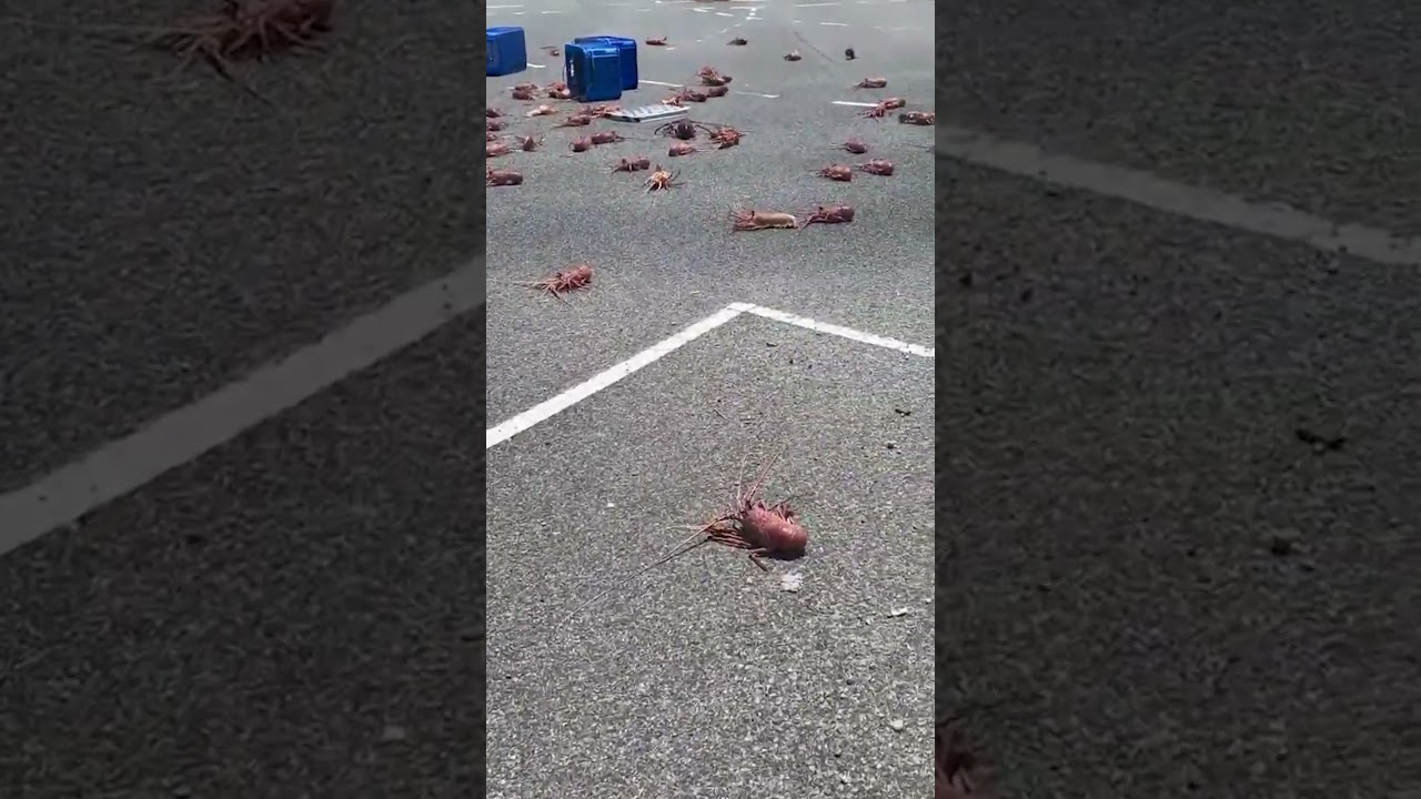 Crayfish spill onto a road, holding up commuters #Shorts