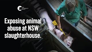 Our 30th slaughterhouse exposed | Cowra Meat Processors