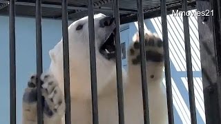 Polar Bear crying! お腹空いたぁ！待ちきれないホッキョクグマの鳴き声