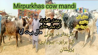 Mirpurkhas Cow Mandi 25.2.26