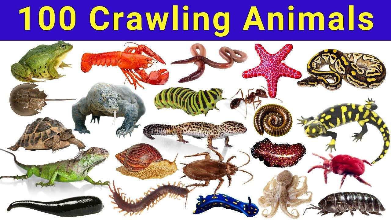 100 Crawling Animals | Learn Crawling Animal Names | Creepy Crawlies ...