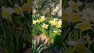 Ура! В Симферополе тепло.#крым #крымсегодня #симферополь #весна#радость