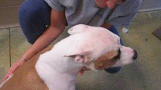 Meet Rita A Terrier American Pit Bull Currently Available For Adoption At Petango 10302018 9