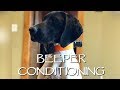 Beeper Conditioning with The DT Systems RAPT 1450 - Upland Bird Dog Training Beeper Conditioning with The DT Systems RAPT 1450 - Upland Bird Dog Training