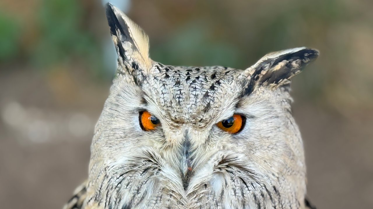 Witzig und gewaltig süß 😊 🦉 VLOG 