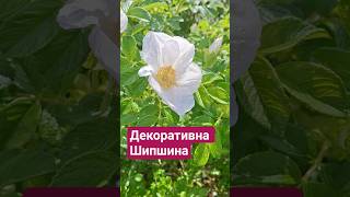 ДЕКОРАТИВНА Шипшина зморшкувата (лат. Rosa rugosa), сорт з білими квітками "Alba"