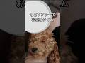 甘えん坊トイプードルとお昼寝（ぴの） #トイプードル #toypoodle #甘えん坊#お昼寝#可愛い#癒し#もふもふ