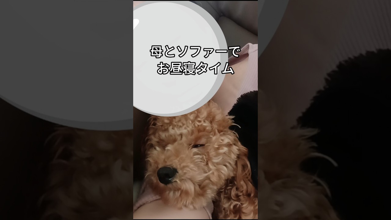 甘えん坊トイプードルとお昼寝（ぴの） #トイプードル #toypoodle #甘えん坊#お昼寝#可愛い#癒し#もふもふ