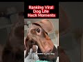 Ranking Viral Dog Life Hack Moments #shorts #ranking #viral