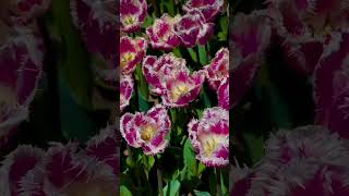 Download Lagu https://vt.tiktok.com/ZSUsSvT4y/ MP3 Download Lagu https://vt.tiktok.com/ZSUsSvT4y/ MP3