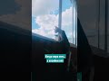 Когда пора есть, а хозяйки нет 😂 #shorts #sharks #кот #котики