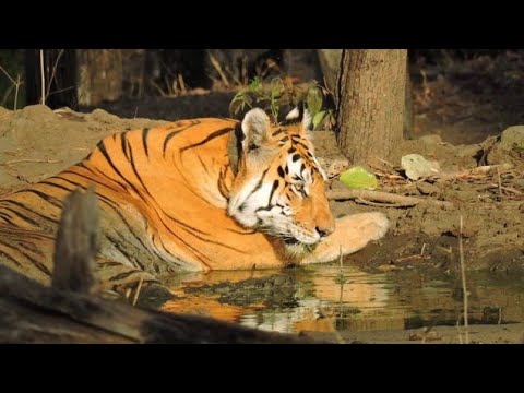 QUEEN OF PENCH | TIGRESS MATARAM#penchtigerreserve#queenofpench#wildlifetourism