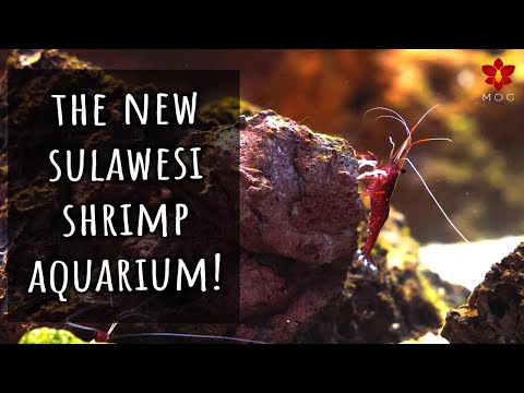 I finally redid my Sulawesi Shrimps Tank & it's AWESOME!