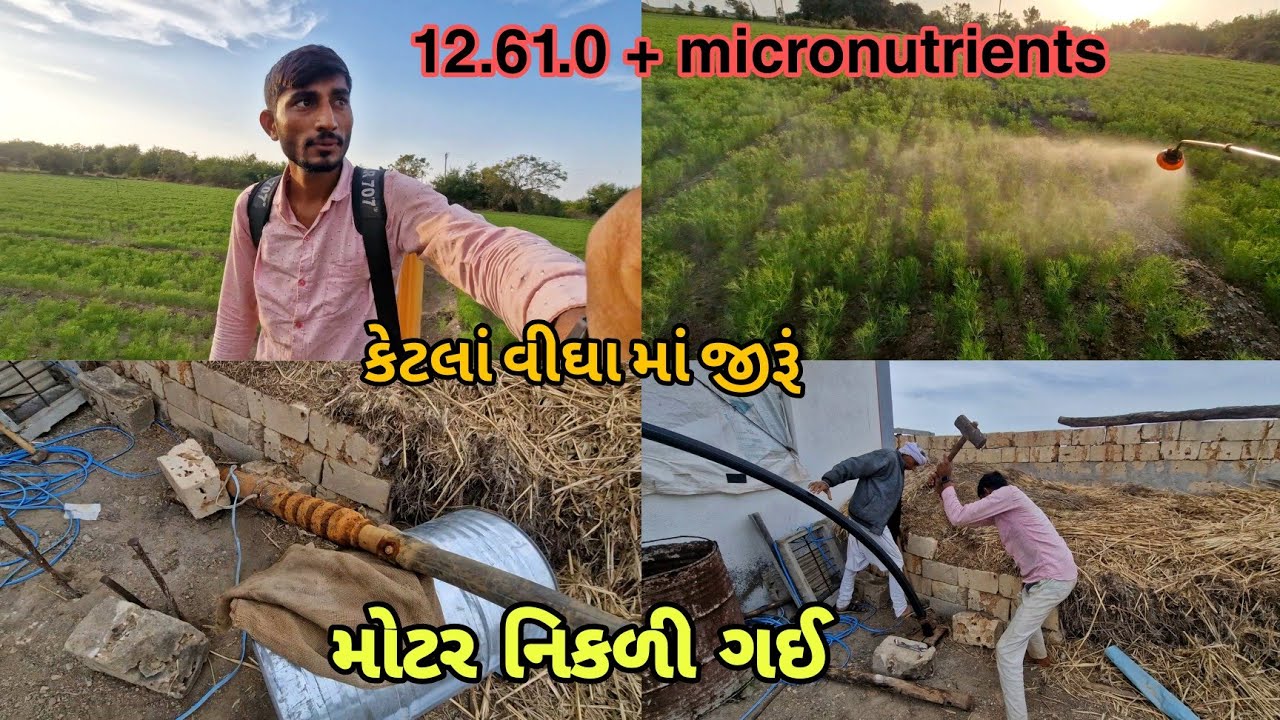 કેટલાં વીઘા નું જીરૂં વાવ્યું|| મોટર નિકળી ગઇ|| farming life 