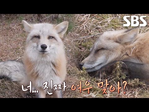 골프장 입주한 경계심 제로 ‘여우’의 정체!