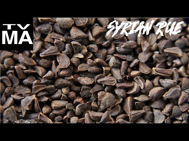 Syrian Rue (Peganum Harmala) Experience/Effects Report class=