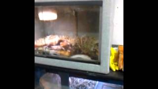 Getting Ready To Move Some Corn Snakes.