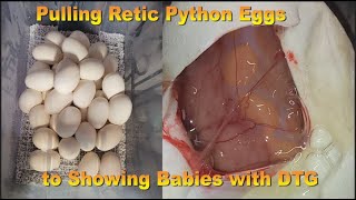Pulling Retic Python Eggs to Showing Babies with DTG