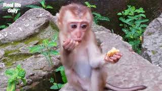 Pity Real Life Baby Monkey Solita She Very Tied Of Life, Real Life Daily 145