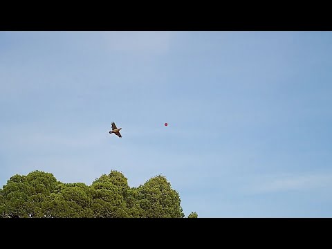 Chasse perdrix avec shotkam 2022: les meilleurs tirs d’octobre