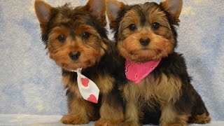 Yorkie Puppies Potty Trained:  6 Tips To Housetraining a Yorkshire Terrier -Housebreaking a Yorkie