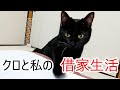 クロと私の借家生活2布団にもぐり込んでくるクロと、カエサルとの親密度の変化