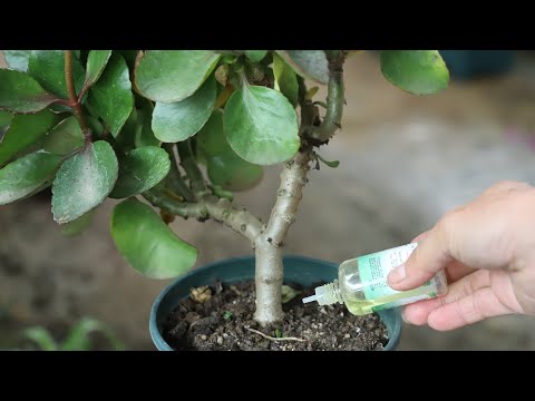 养长寿花，谨记这个技巧，年底又成了老树桩！