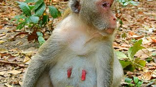 Wow! Jane was wondering her babies and she cries to them she walks around to find them she goes out
