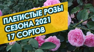 видео: ПЛЕТИСТЫЕ РОЗЫ.         17 Сортов. картинка: ПЛЕТИСТЫЕ РОЗЫ.         17 Сортов.