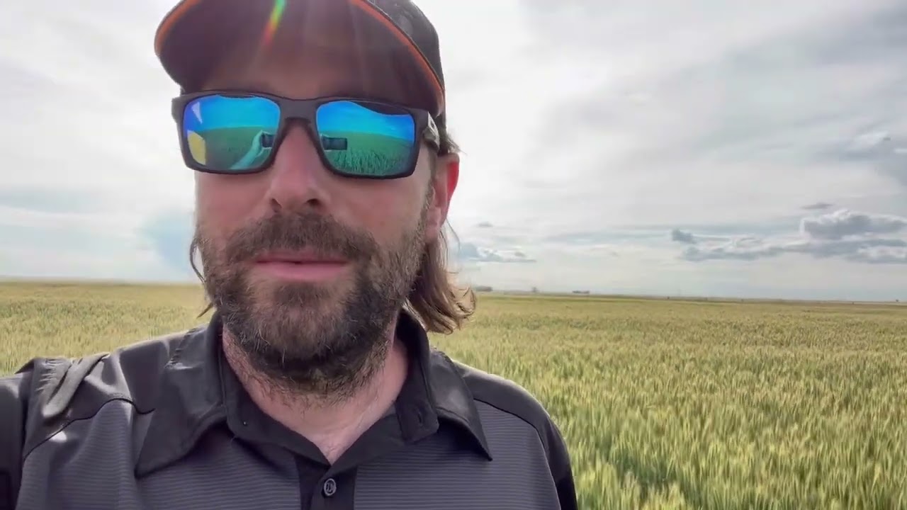 Grow Hybrid Rye: details: