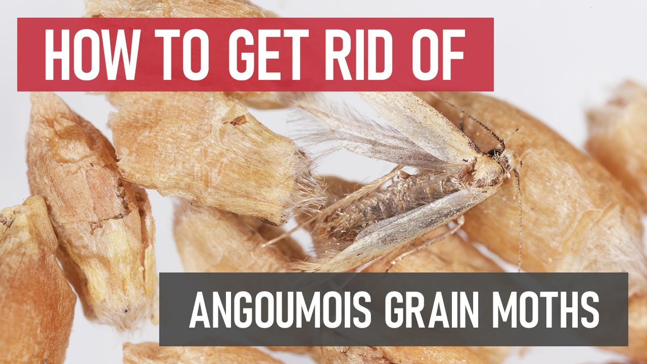 How To Get Rid Of Grain Moths