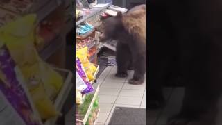 Bear Being Friendly🐻 Awersome Caught By the Bear #bear #funnybear #funnyanimals